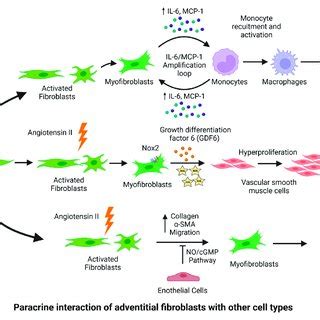 Fibroblast To Myofibroblast Transformation Characteristics And