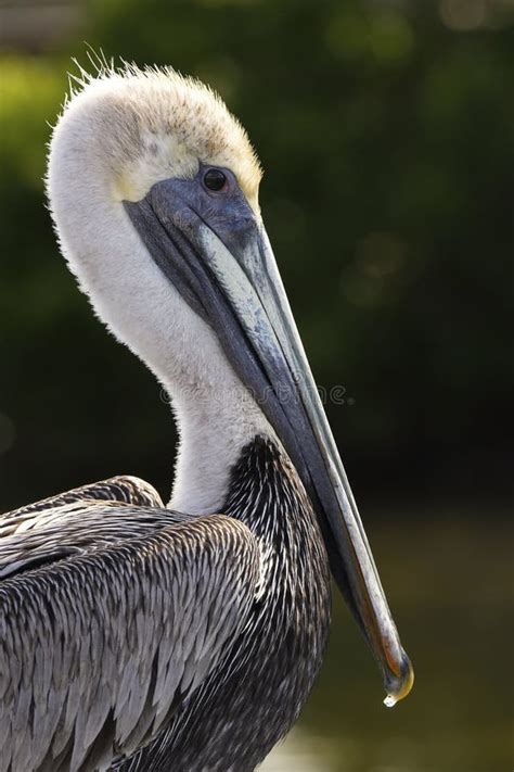 Portrait Of Brown Pelican Stock Image Image Of Hunting 41582599