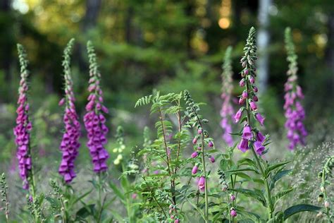 Foxgloves Pink Flowers - Free photo on Pixabay - Pixabay