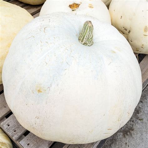 Pumpkin Seeds - Casper | Vegetable Seeds in Packets & Bulk | Eden Brothers