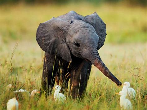 Os 10 Animais Mais Inteligentes Do Mundo GreenMe Descubra O Universo