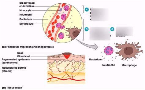 Principles Of Microbiology Chapter 14 An Intro To Host Defenses And Innate Immunities [second