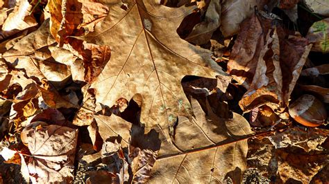 Oak Leaves Free Stock Photo Public Domain Pictures