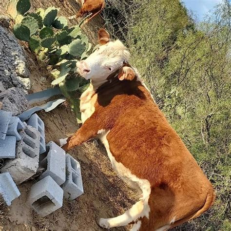Cute cow pfp in 2022 | Cute cows, Animals, Cute