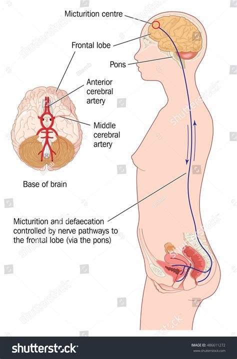 Nerve Pathways From The Frontal Lobe Of The Brain To The Urinary