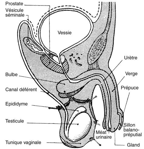 Iii Les Systèmes Vitaux Du Corps Humain Corps Humain Anatomie Du