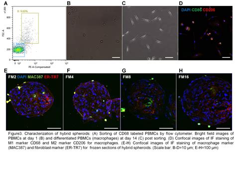 Psrc Three Dimensional Scaffold Free Spheroids With Fibroblast