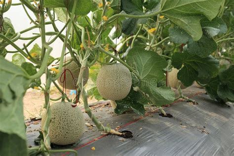 Melon Fruit On Plant In Organic Farm Stock Photo Image Of Orchard