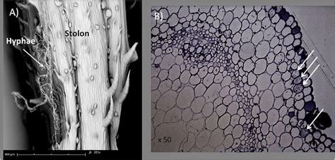 Results For The Microscopy Analysis Of Stolons Harvested From G