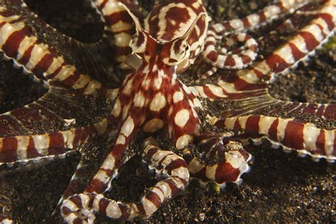 Mimic Octopus Mimic Octopus Thaumoctopus Mimicus Crawls Black Sand