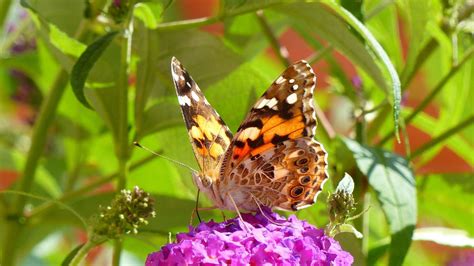 Painted Lady Butterfly Charlton Down Nature Area