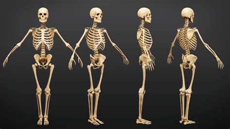 Muscle Anatomy Visualized Ecorche Flippednormals