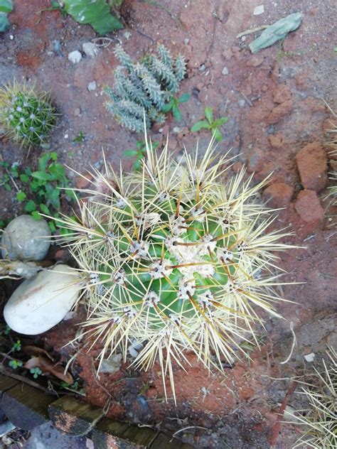 Trichocereus Candicans Echinopsis Candicans