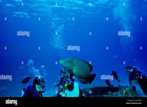 Humphead Wrasse Cheilinus Undulatus Mare Rosso Dec Scorrere Le