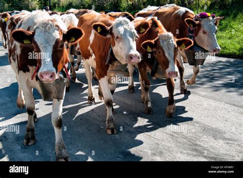 Herd Of Swiss Cows Decorated With Huge Cowbells Desalpes Ceremony