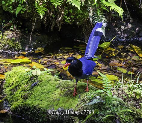 Harry17783台灣藍鵲藍鵲鳥類保育類動物台灣特有種長尾山娘陽明山國家公園陽明山國家公園台北市北投區台北 A