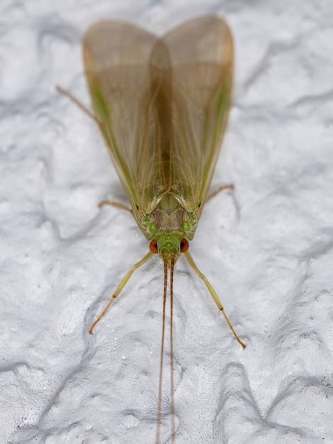 Premium Photo Adult Green Caddisfly Of The Genus Leptonema