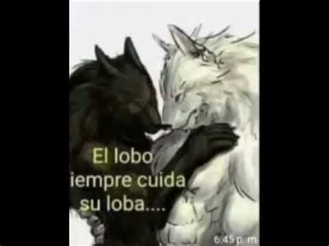 El Lobo Siempre Cuida Su Loba YouTube