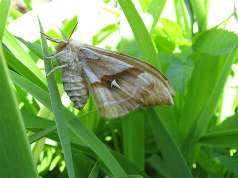 Nagelfleck Aglia Tau Ngidn Naturgucker De