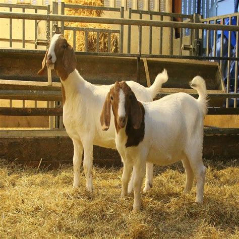 Full Blood Live Boer Goats Pure Blood Mature Boar Goat