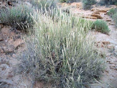 Galleta Grass