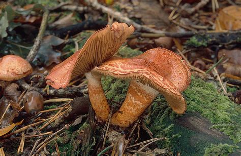 Cortinarius Leprocybe Bolaris