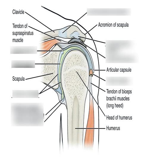 Glenohumeral Joint Diagram | Quizlet