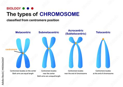 Biology Diagram Show Classification Of Chromosome Base On Position Of Centromere Stock Vector