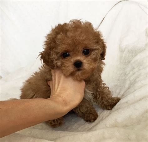 Puppy2b12 04 2018 16 04 21 2 2705×2598 Pixels Teacup Puppies