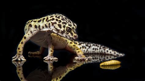 Leopard Gecko Wallpaper Wallpapersafari