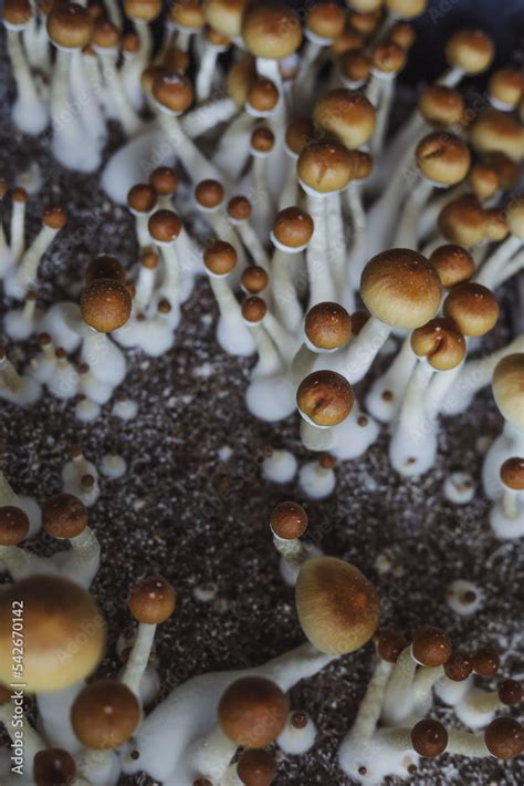 Microgrowing Of Psilocybe Cubensis Mushrooms Mycelium Of Psilocybin