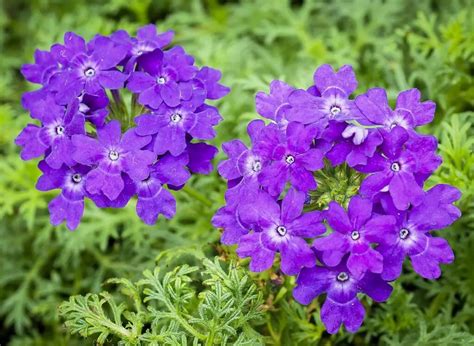 Las Más Hermosas Plantas Con Flores Moradas