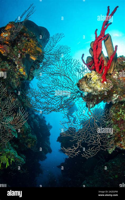 A Diver Seen Through A Gorgonian Soft Coral In Grand Cayman At Babylon