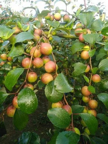 Fruit Plant Full Sun Exposure Apple Ber Kashmiri For Fruits At Rs