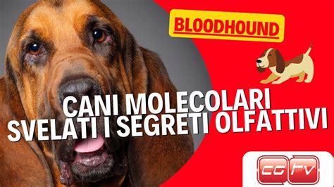 Cani Molecolari Segreti Olfattivi Svelati Dai Maestri Del Fiuto In