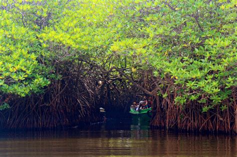 Bentota River Safari And Mangroves Exploration Krazy Butterfly