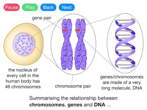 Genes Dna And Chromosomes Explained