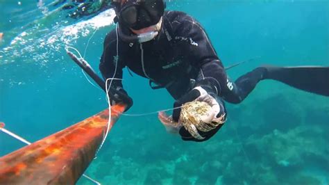 PESCA SUB ALLA SEPPIA SEPIA IN SPEARFISHING SEPPIA IN APNEA YouTube