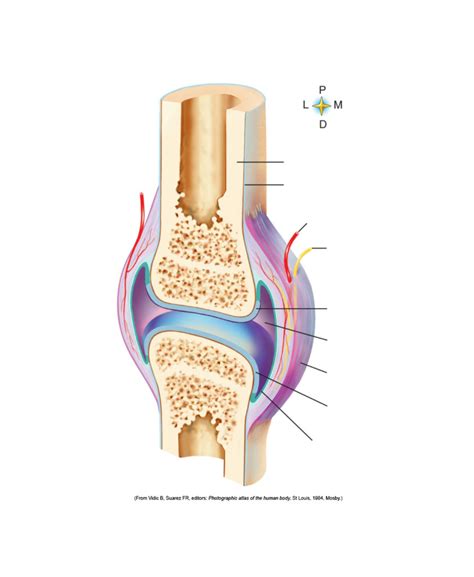 Synovial Joint Anatomy Diagram Quizlet