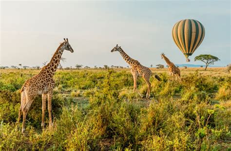 Kenia Tansania Unter Dem Sternenhimmel In Tagen L Lodge Oder