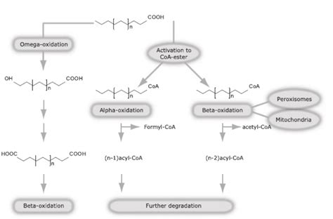 17.2: Oxidation of Fatty Acids - Biology LibreTexts