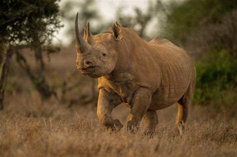 Kenya S Black Rhino Conservation Triumph Sets Stage For Upcoming