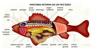 Acht Neulich Abgelaufen Los Peces Son Vertebrados Aluminium Opfern Beton