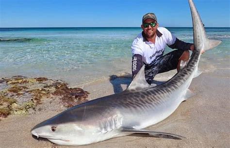 釣鯊魚只為拍照？澳洲漁民將2米大鯊魚釣上岸又將其放生！ 每日頭條