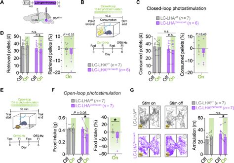 Optogenetic Stimulation Of The LC LHA Noradrenergic Pathway Suppresses