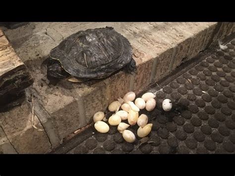 My Turtle Laid Eggs Youtube