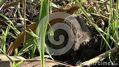 Field Mouse Eating Grass on the Agriculture Field with Wheat Stock ...