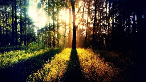 Wallpaper Sinar Matahari Pemandangan Hutan Alam Refleksi Cabang