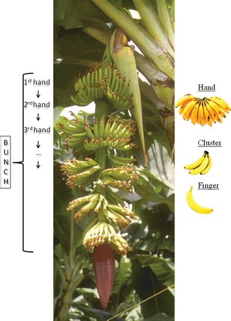 Organisation Of A Banana Bunch Download Scientific Diagram