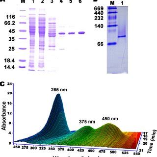 Purification Of Hspb A Sds Page Lane M Marker Proteins Lane